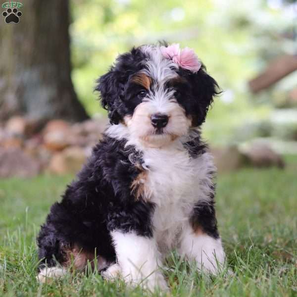 Gem, Mini Bernedoodle Puppy